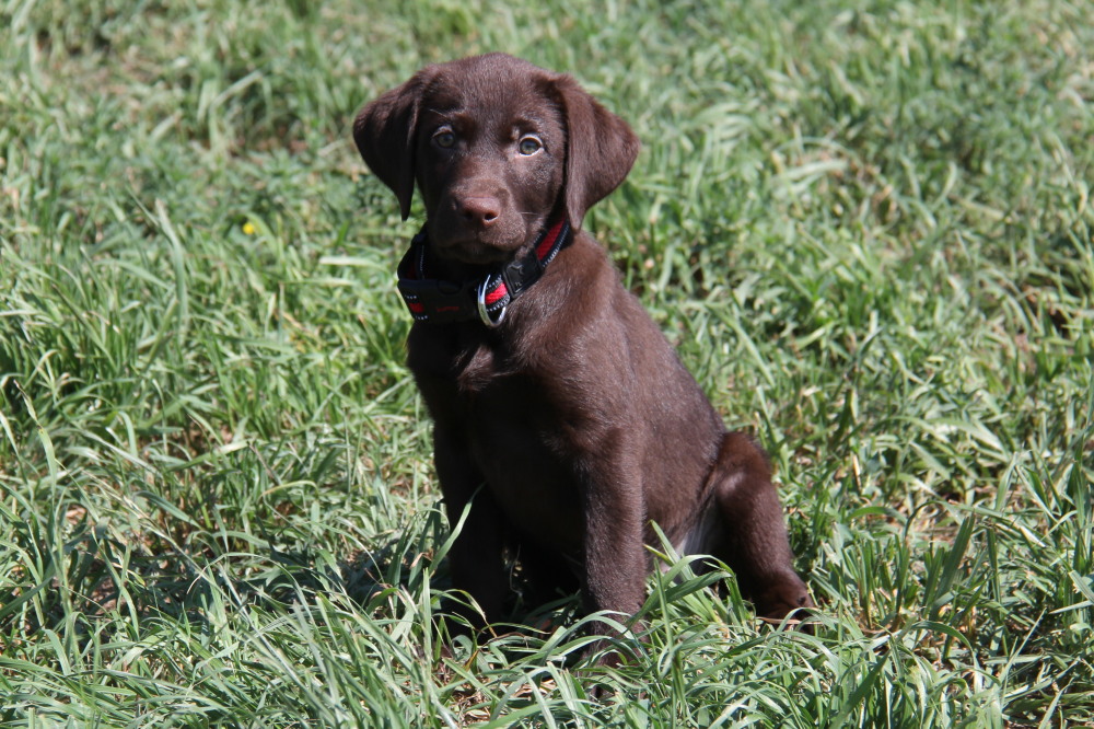 choco lab dog
