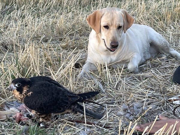 Peregrine falcon and lab with pheasant
