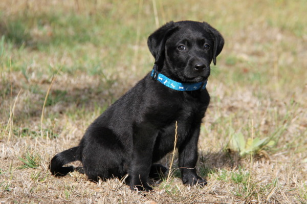 Pretty black labrador puppy