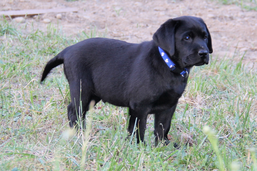 black lab puppies ontario