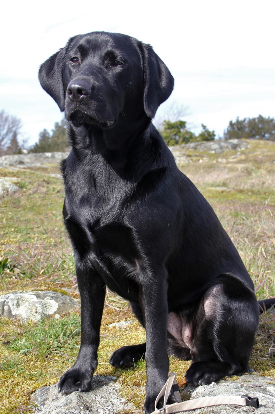 Sadi, one year old black labrador retreiver