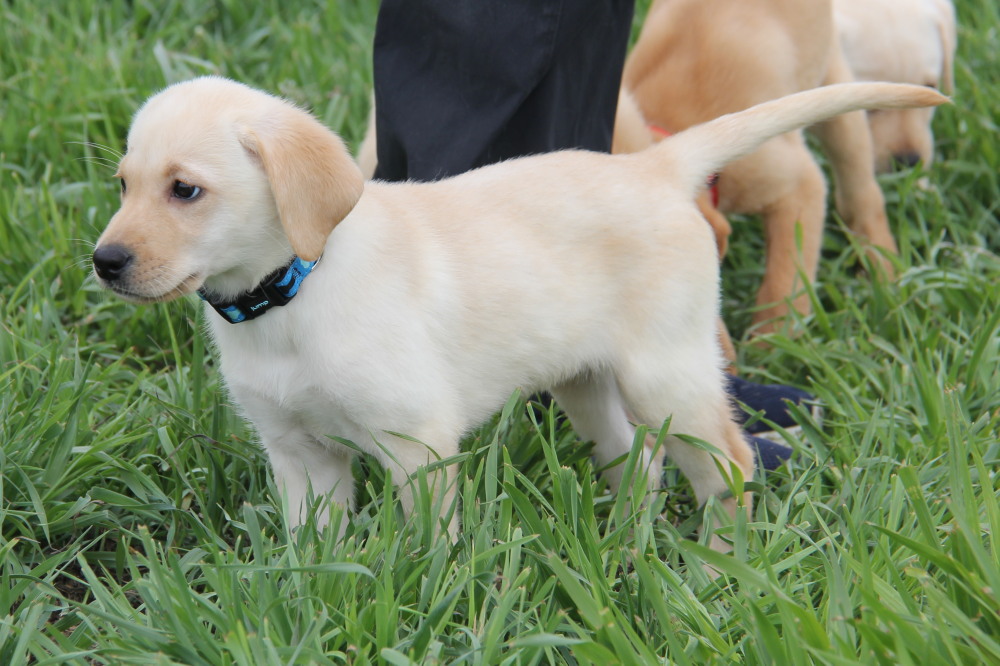 available male pups