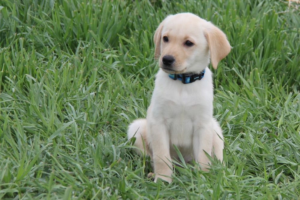 yellow male puppies