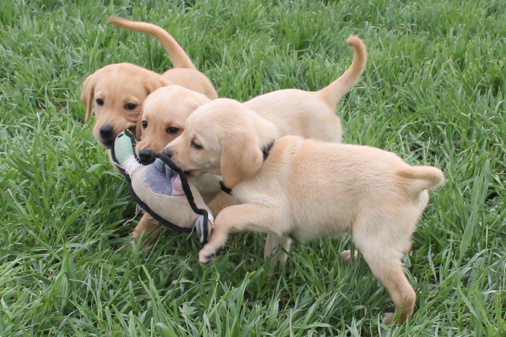 all yellow female labrador puppies