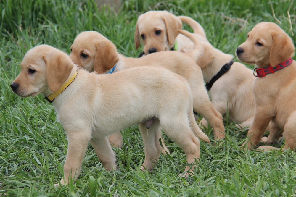 Yellow female labrador