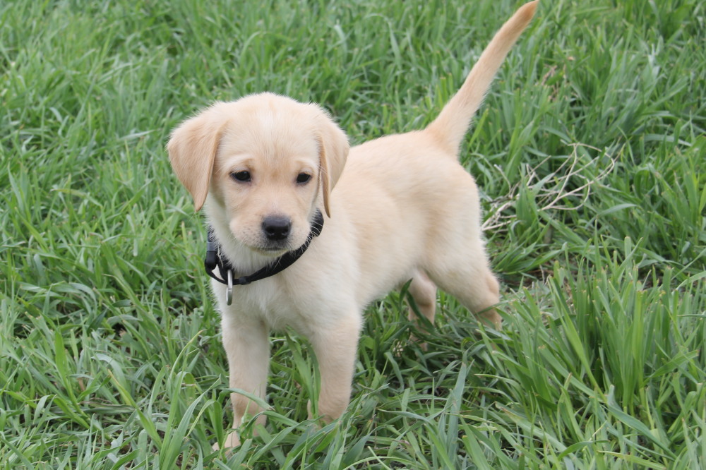 Yellow female labrador pup