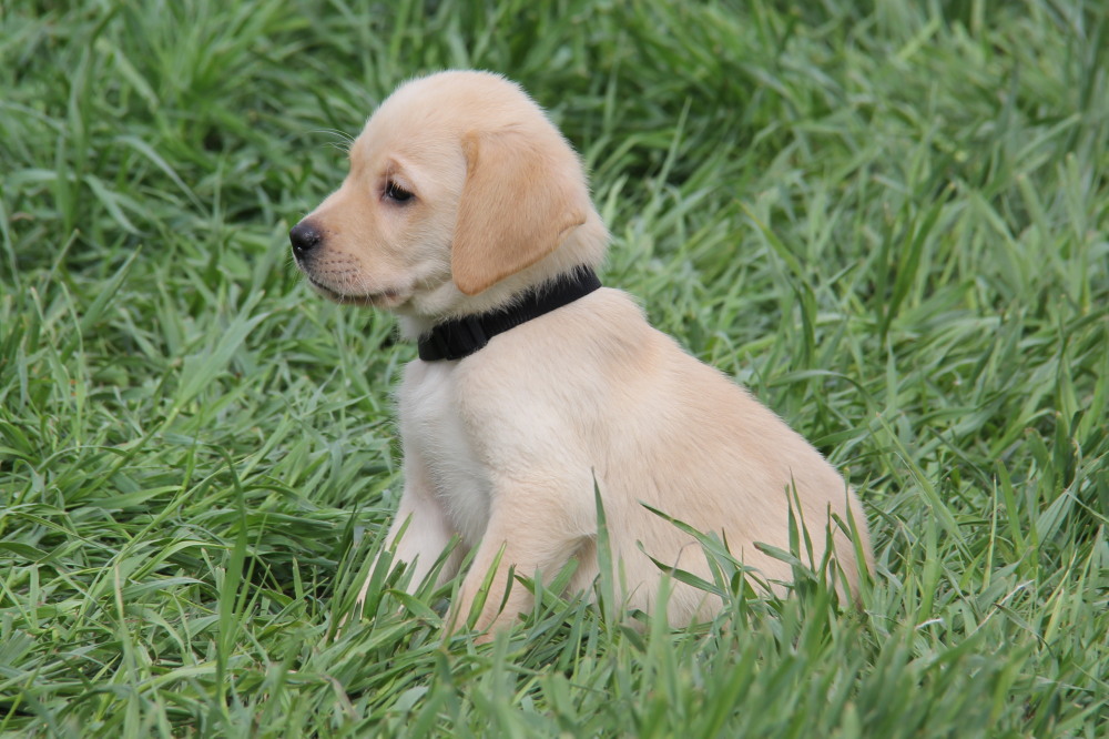 yellow lab puppy
