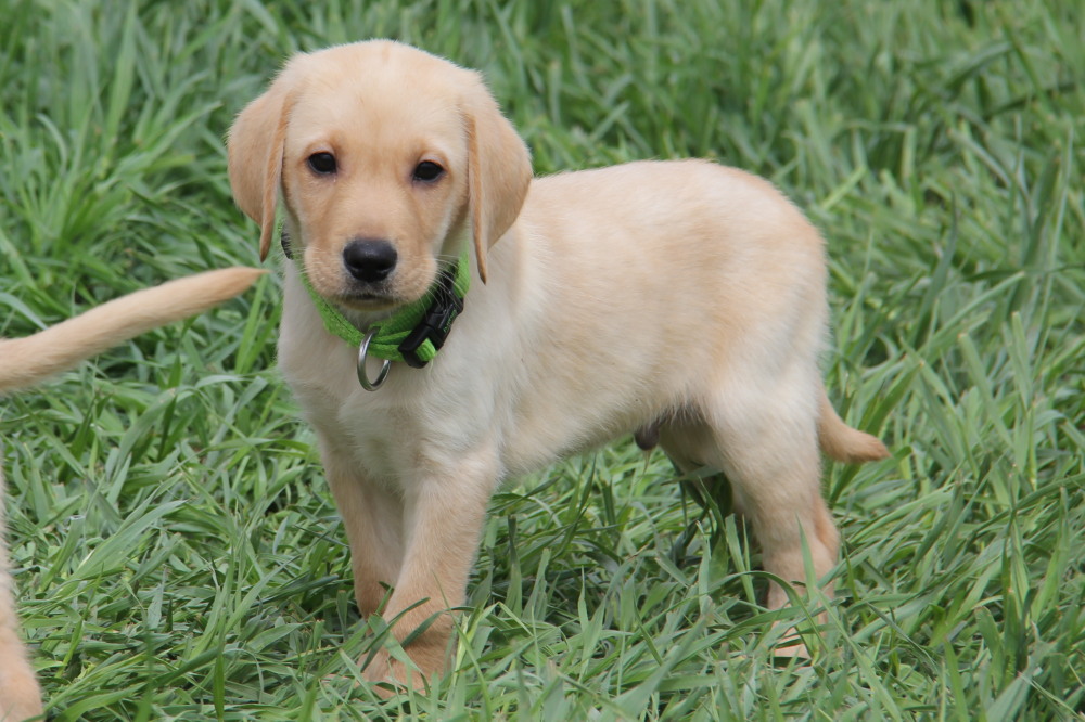 4 week old yellow lab puppy