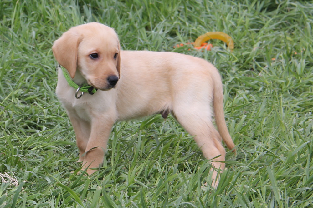 Yellow labrador puppies