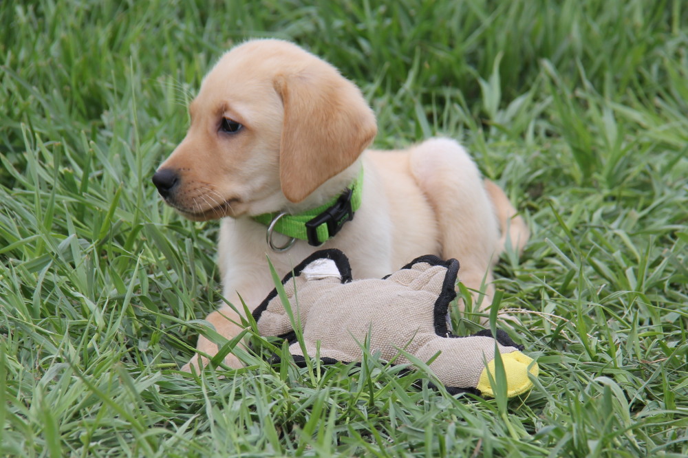 yellow male labrador puppies