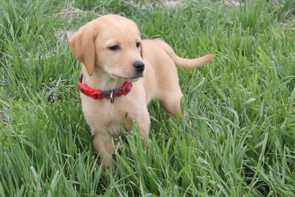 male labrador