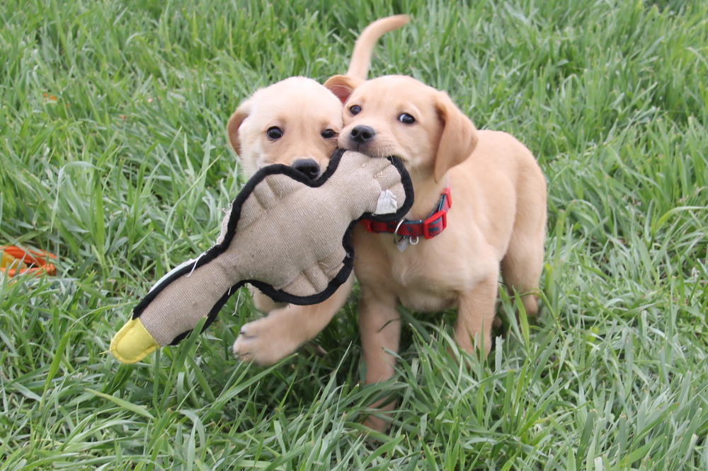 Yellow male C1 lab puppy