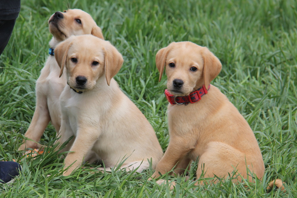 yellow lab puppy vs golden retriever puppy