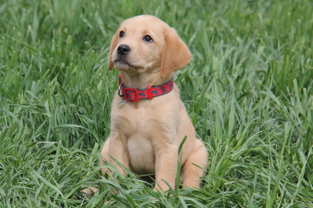 purebred yellow lab puppy
