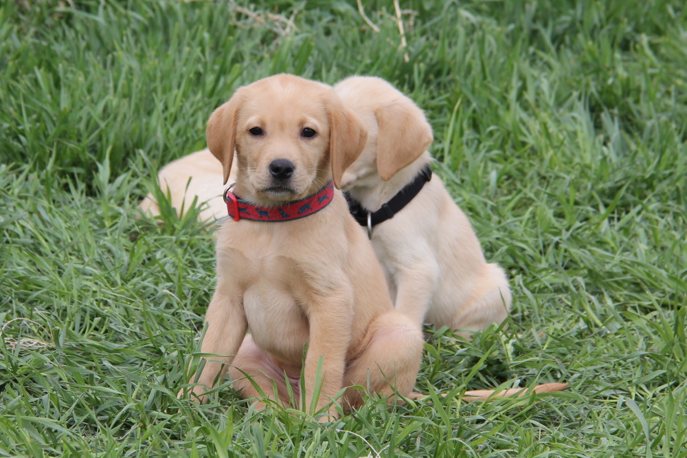 yellow lab puppy vs golden retriever puppy