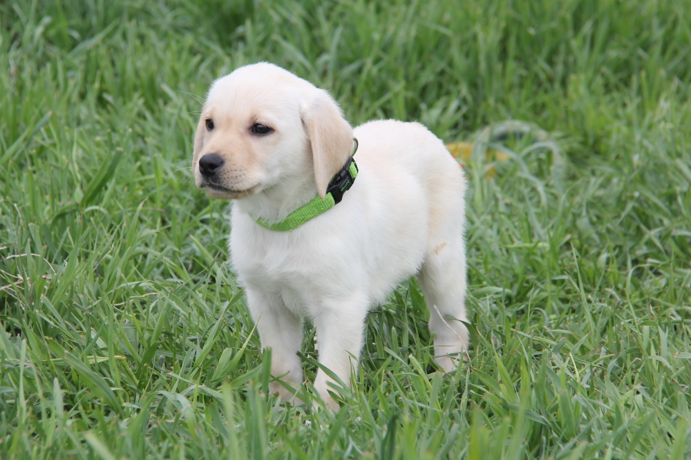 how much does a yellow lab puppy cost