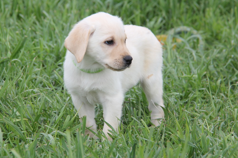 Yellow male A1 lab puppy