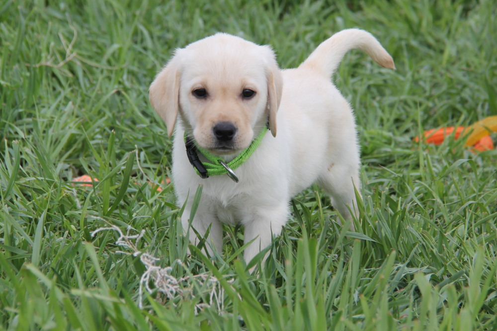 male lab