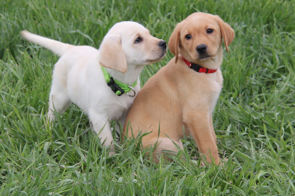 female puppies