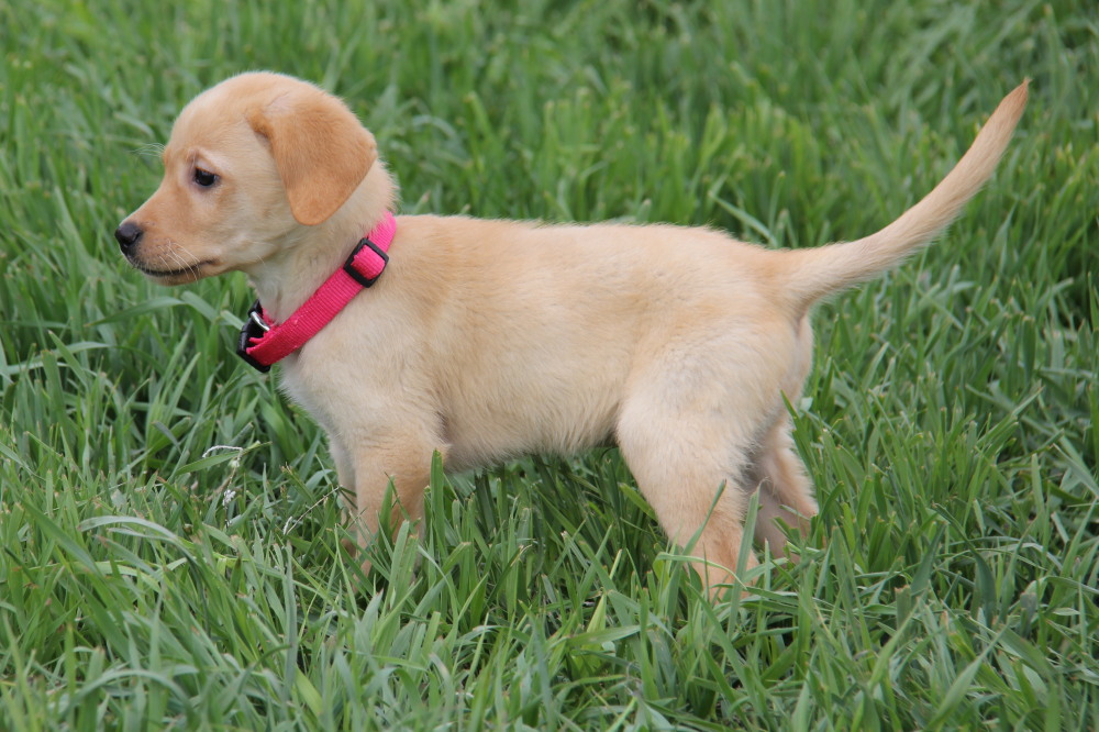 female pup