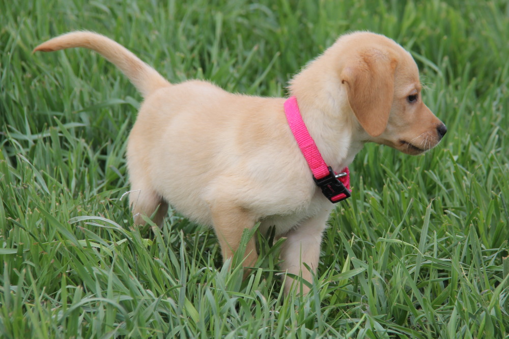 yellow puppy