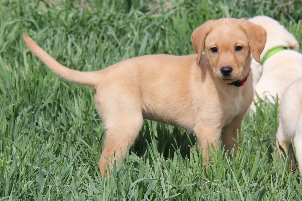 chocolate male pup