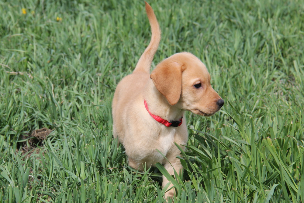 black male pup