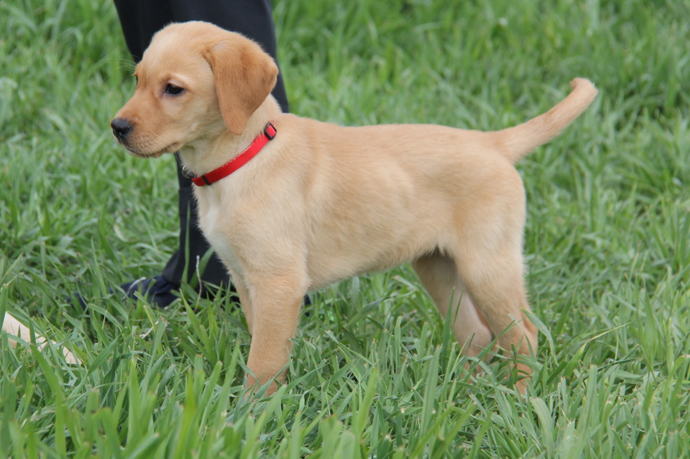 Black snow male pup