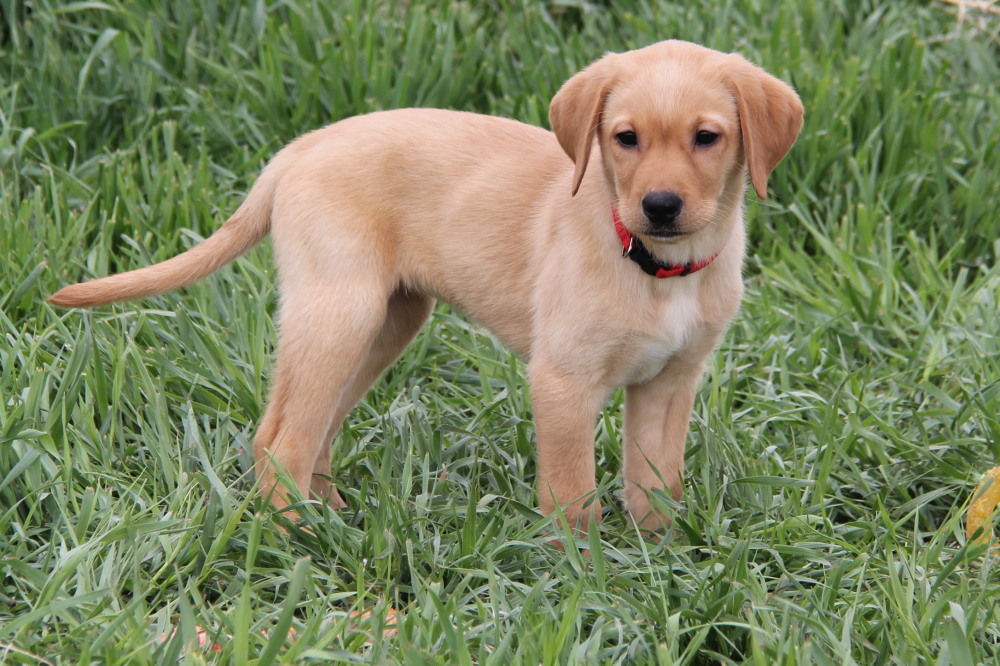 chocolate male A1 lab puppy