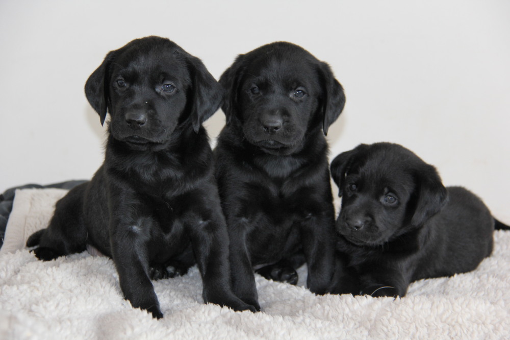 black lab puppies for sale