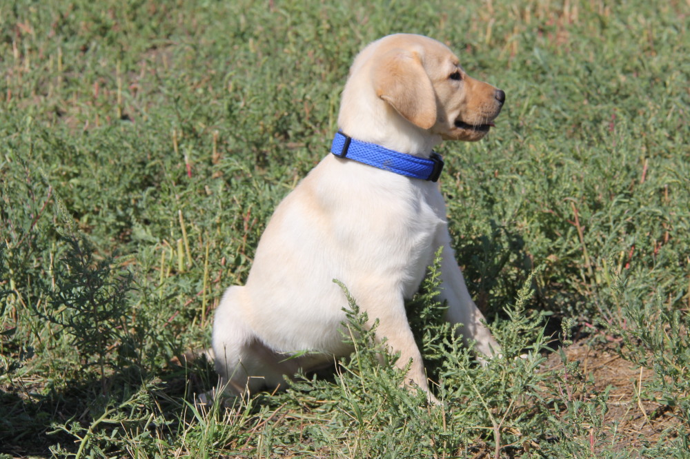 yellow lab