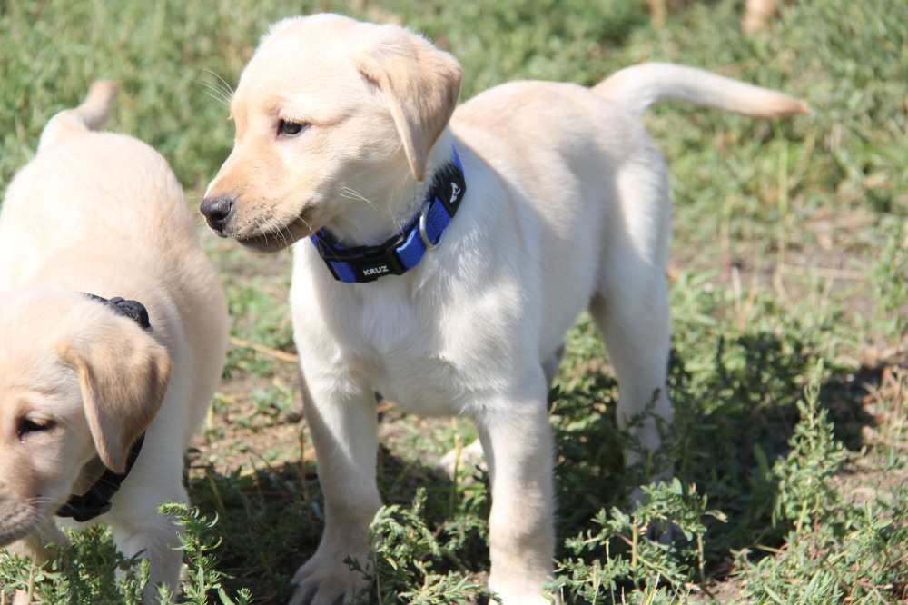 female pup