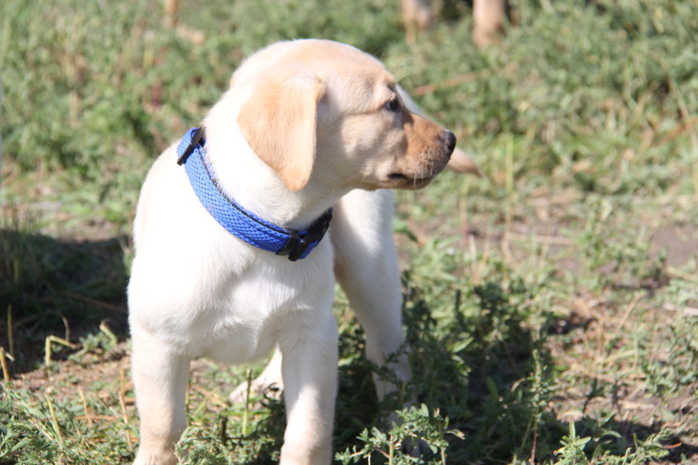 yellow puppy