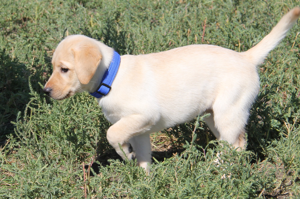 Yellow male A1 lab puppy