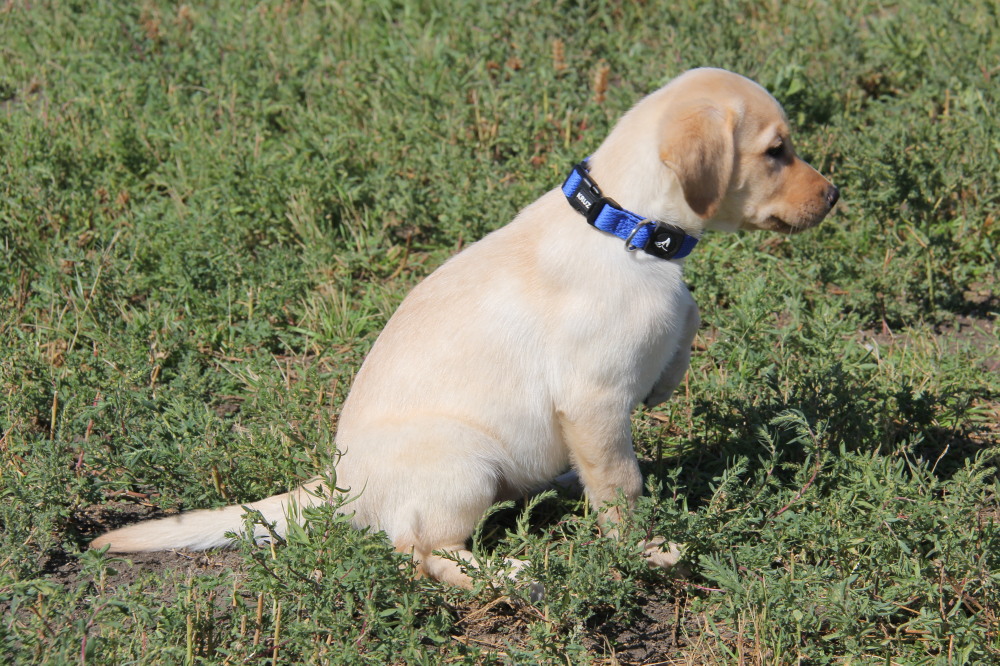 yellow lab duck