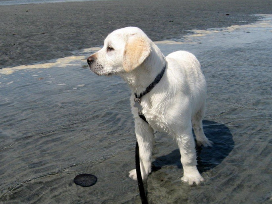 Shugar bear,white labrador retreiver