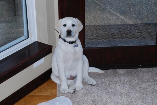 White labrador retreiver Shugar bear,