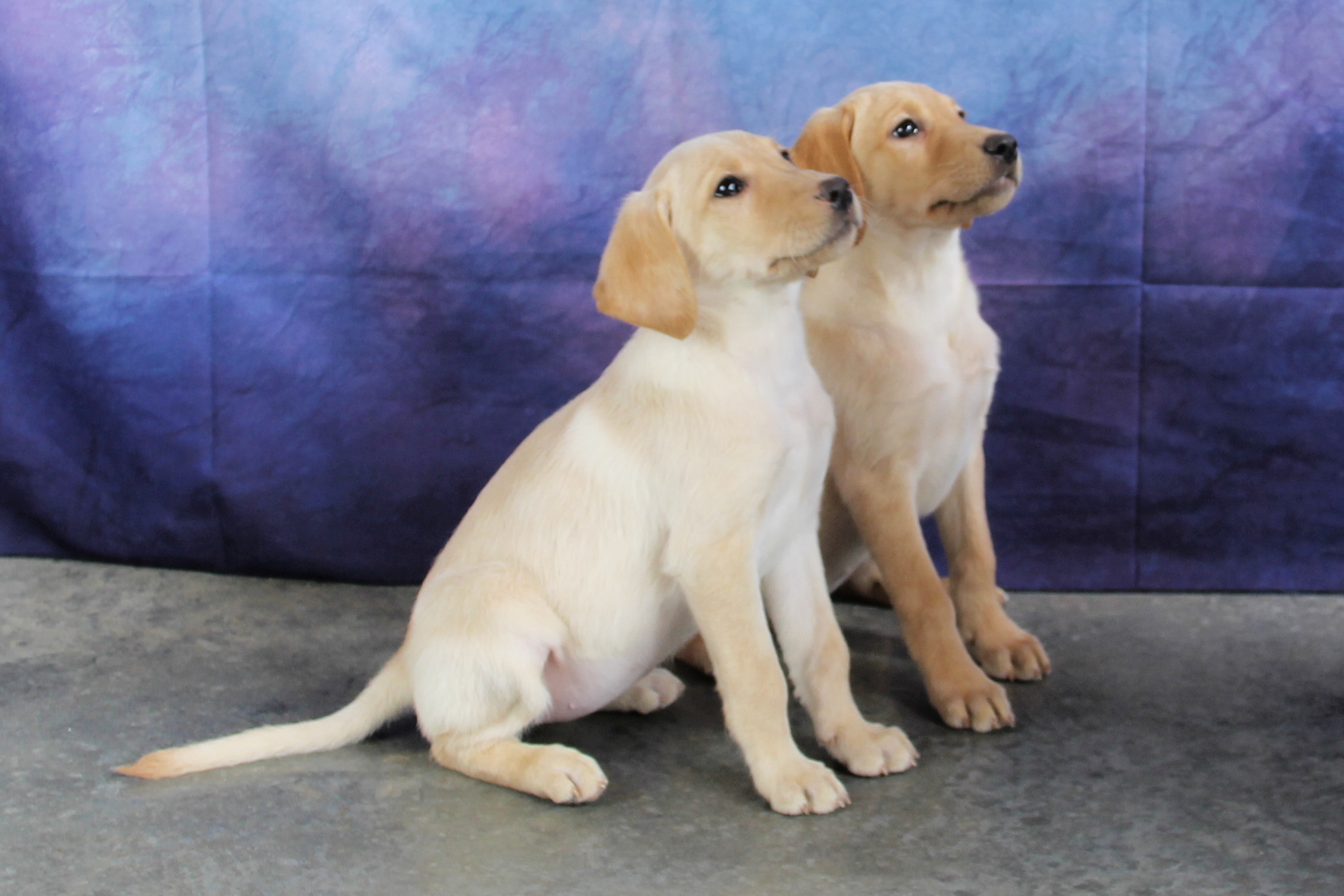 Trained Labrador Retriever Puppies