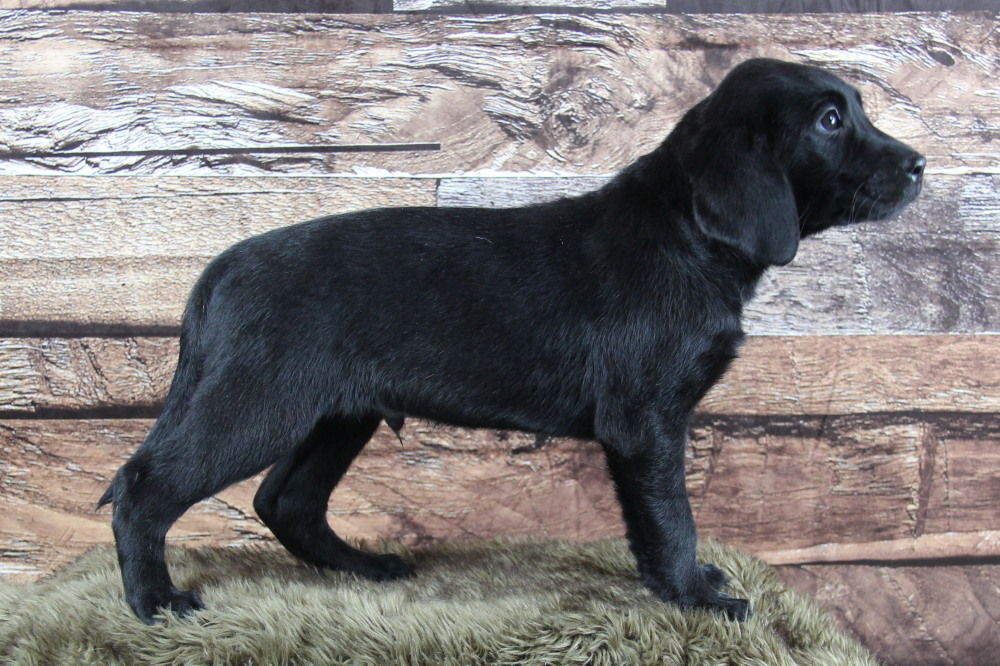 black lab puppies