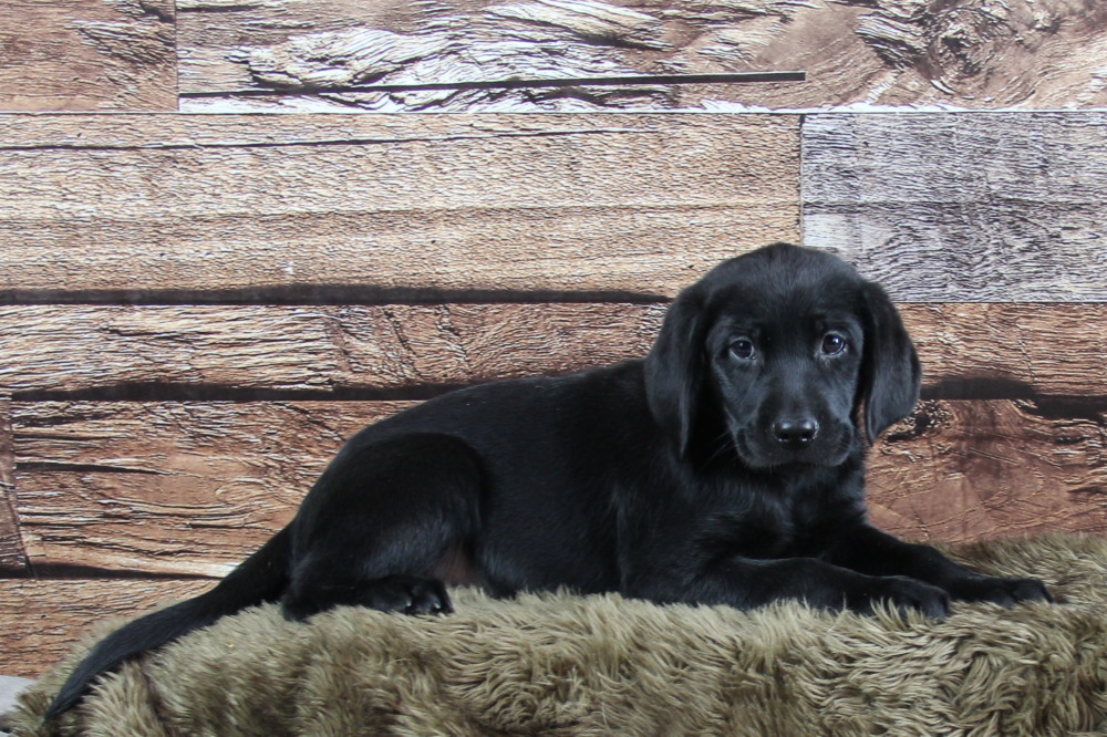 black lab puppies for sale