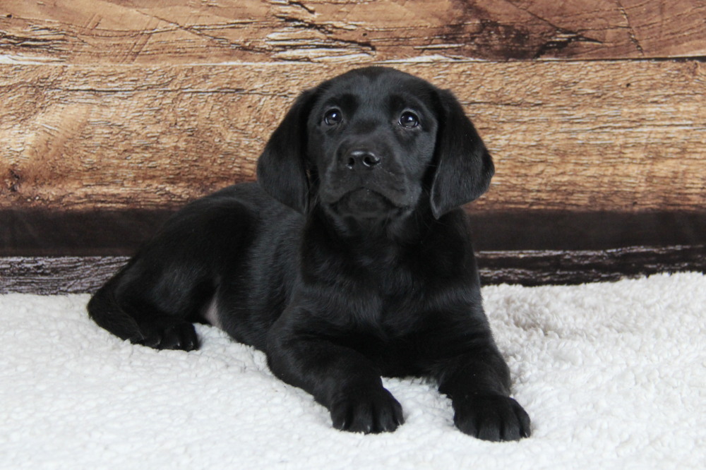 black lab male pup