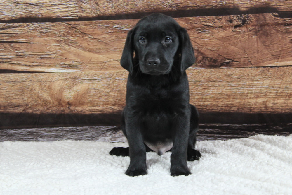 black labrador