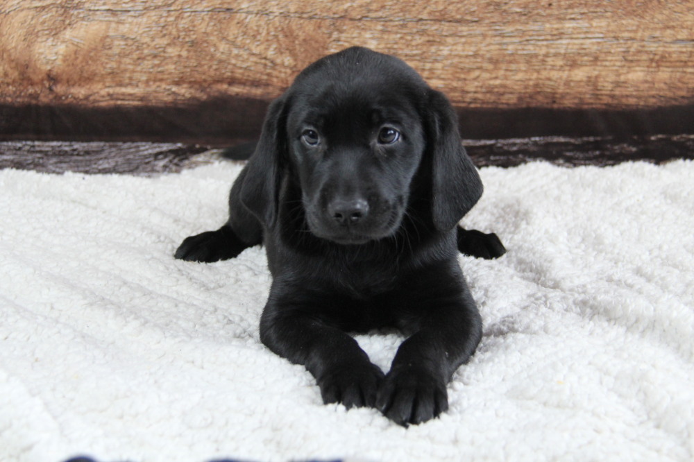 black lab puppy