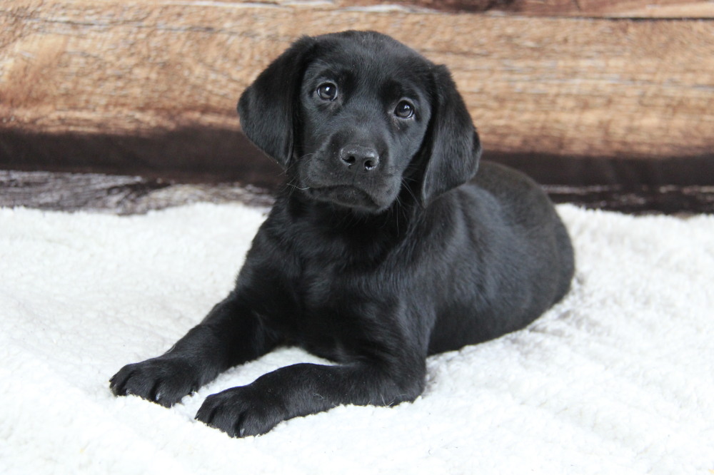 black lab dog