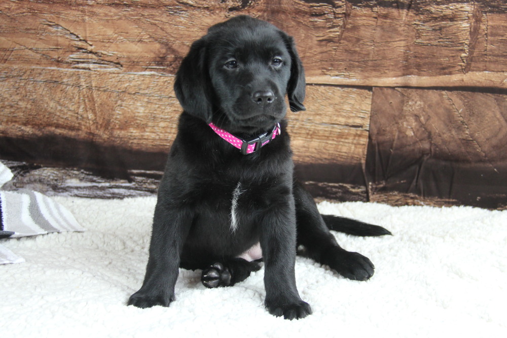 black snow female pup