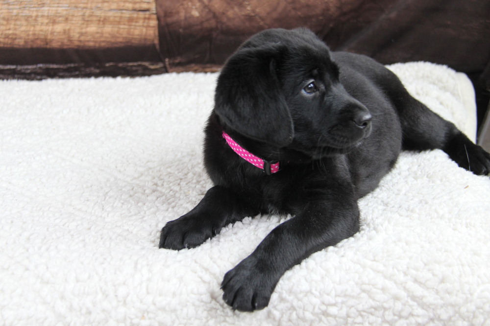 male black puppies