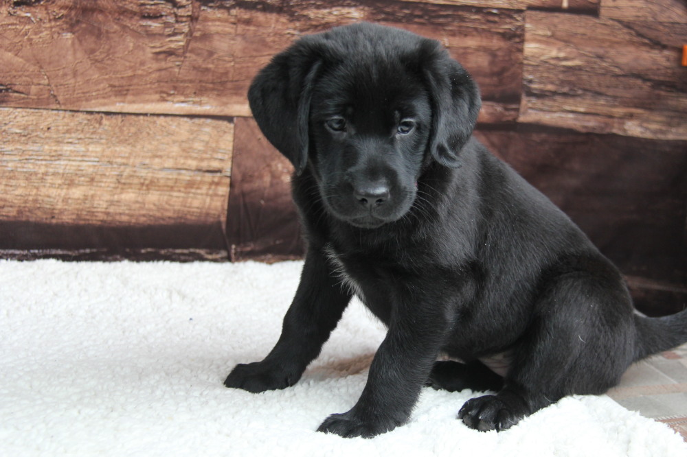 black labrador puppies