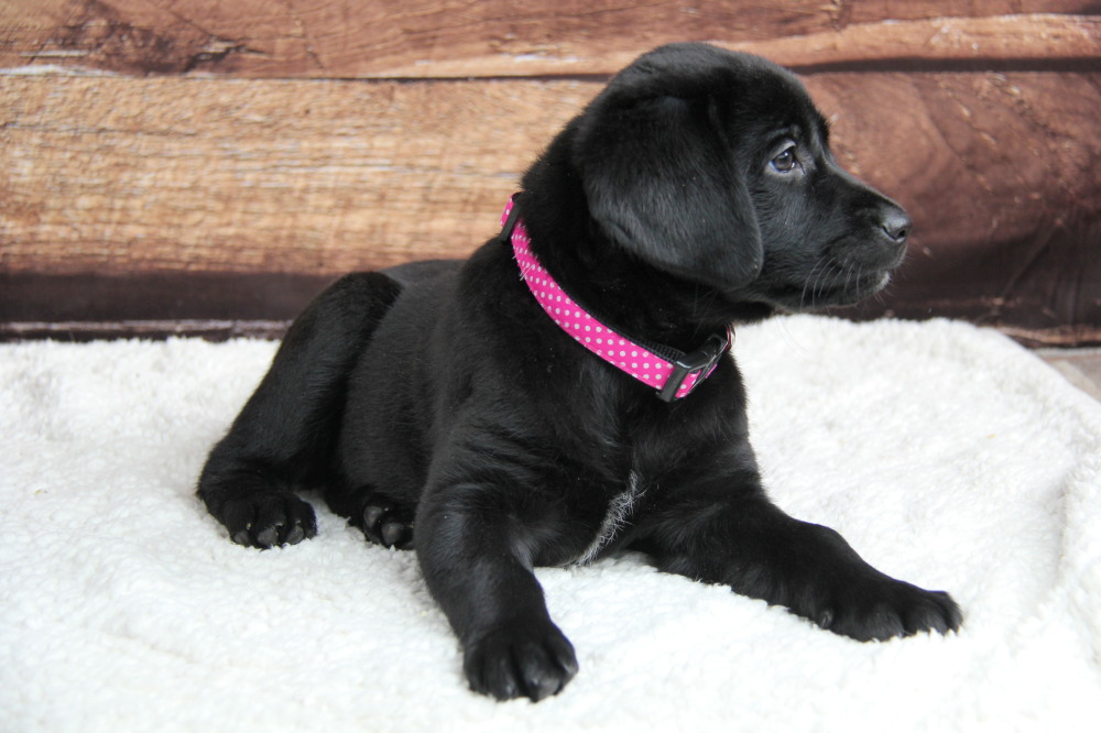 full grown black labrador