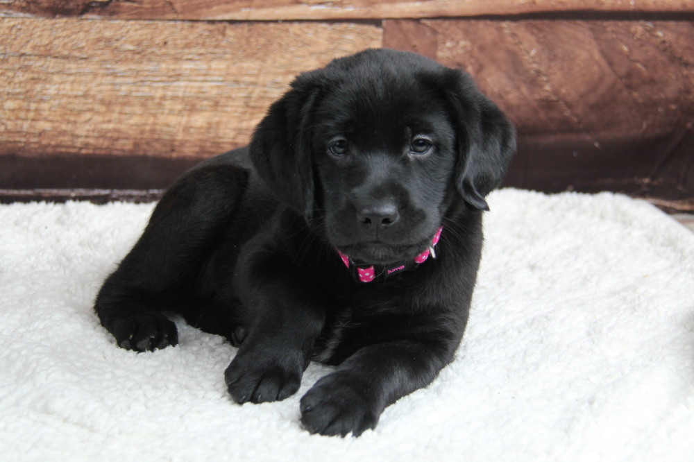 black labrador retriever puppies