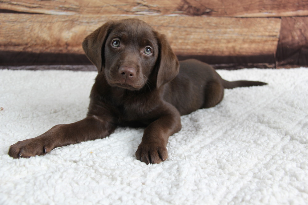 chocolate pup#3